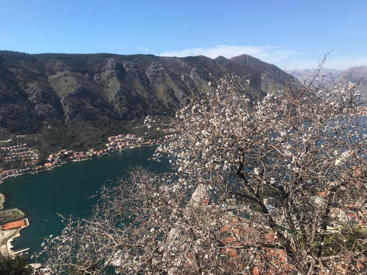 Romantic Rooftop View Hideaway- Old Town Nr 404 Kotor Ngoại thất bức ảnh